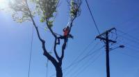 Illawarra Arborist image 1